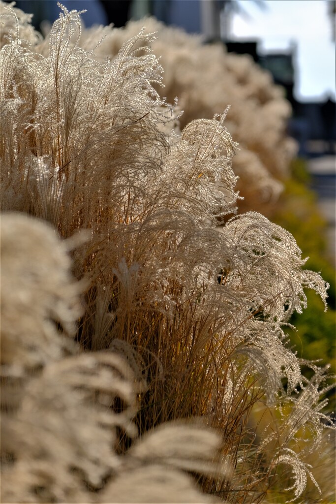 散歩の途中で。Ⅳ