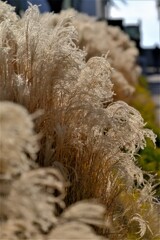 散歩の途中で。Ⅳ