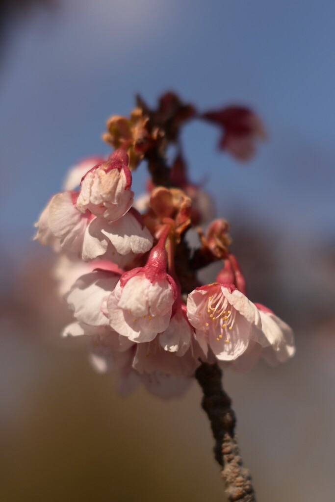 寒桜