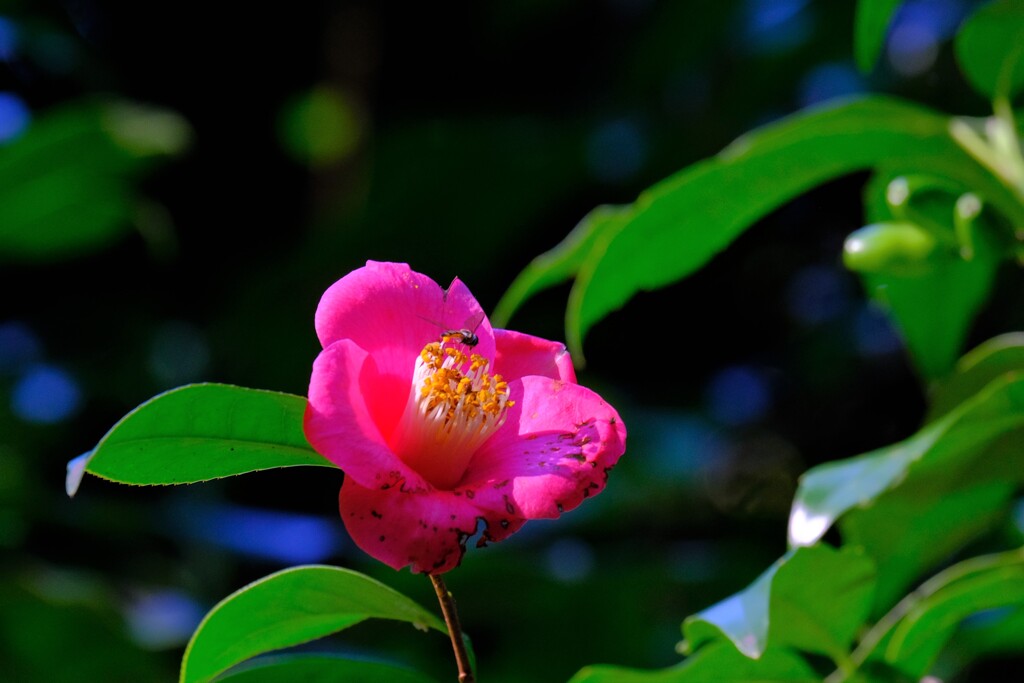 散歩の途中で。⑥