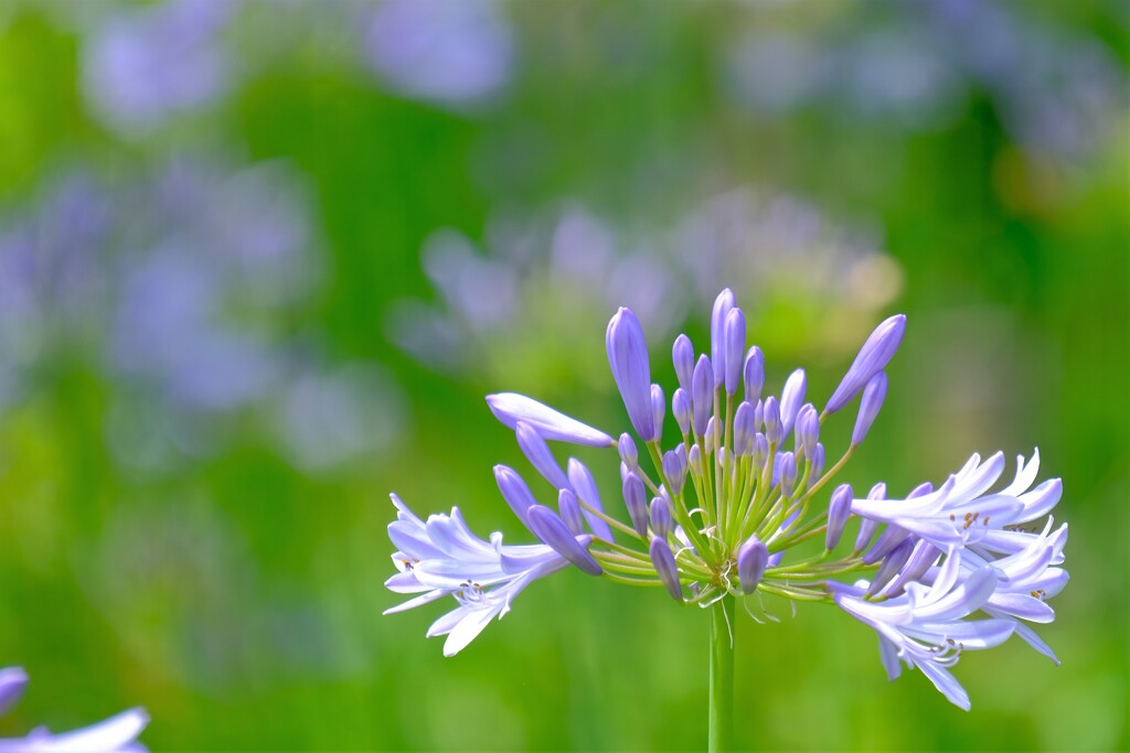 散歩の途中で。３