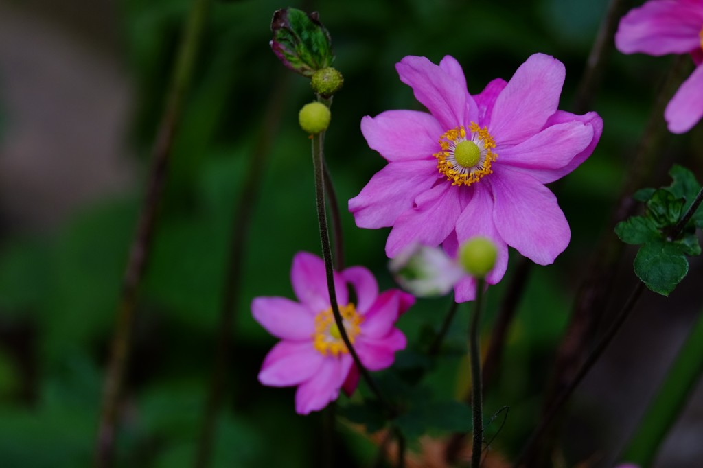 秋明菊