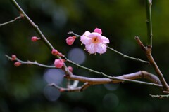 散歩の途中で。5