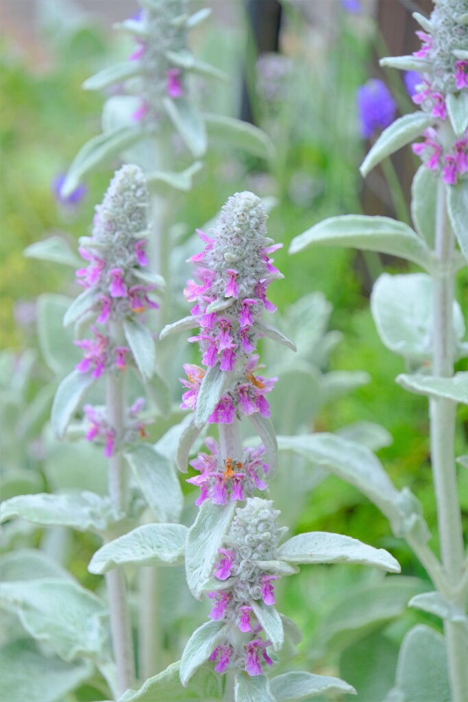 散歩の途中で。8