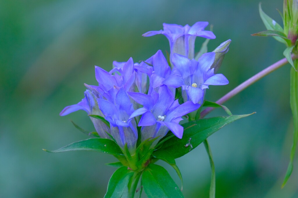 散歩の途中で。Ⅲ