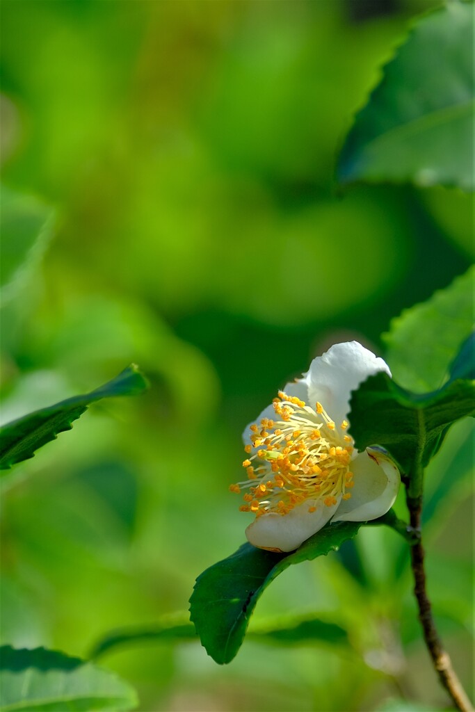 散歩の途中で。Ⅰ