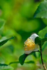 散歩の途中で。Ⅰ