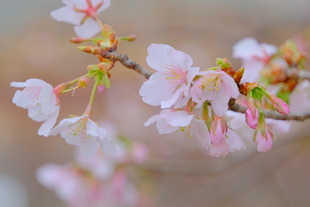 桜