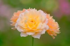 散歩の途中で。