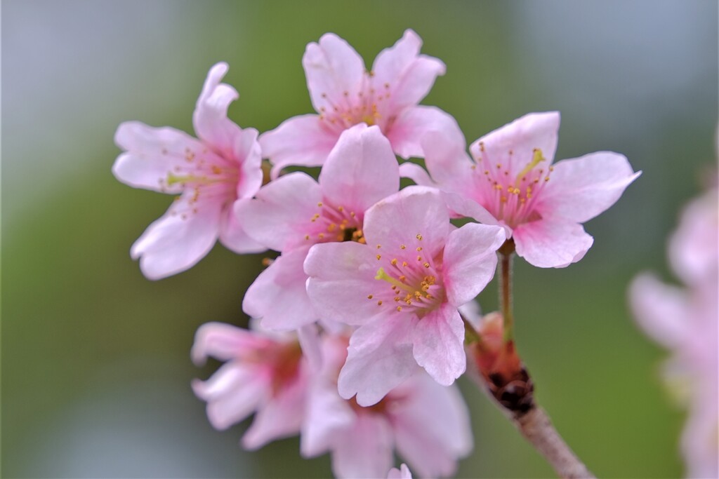 散歩の途中で。①