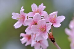 散歩の途中で。①