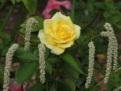 散歩の途中で。3