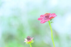 散歩の途中で。