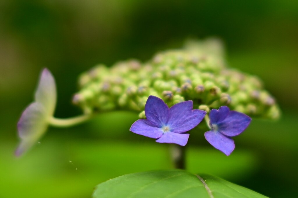 ヤマアジサイ（３）