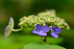 ヤマアジサイ（３）