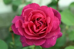 薔薇-３
