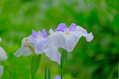 散歩の途中で。