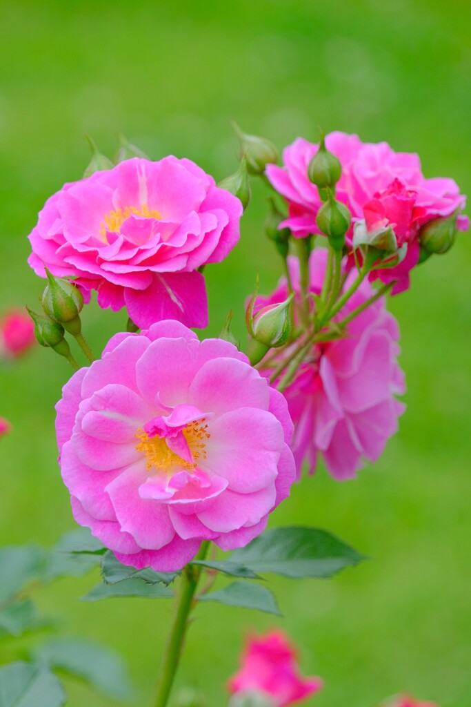 散歩の途中で。7