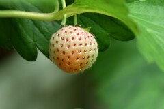 イチゴ