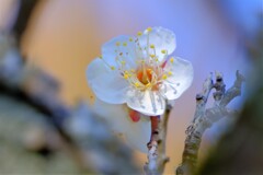 散歩の途中で。④