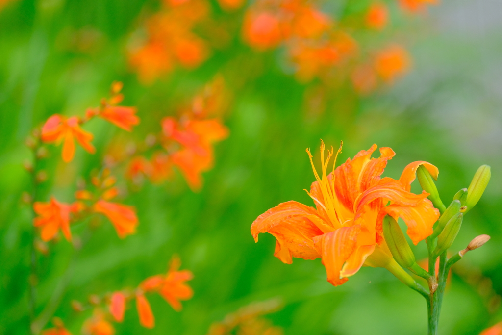 散歩の途中で。