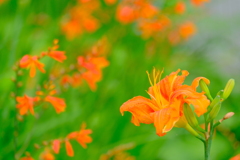 散歩の途中で。