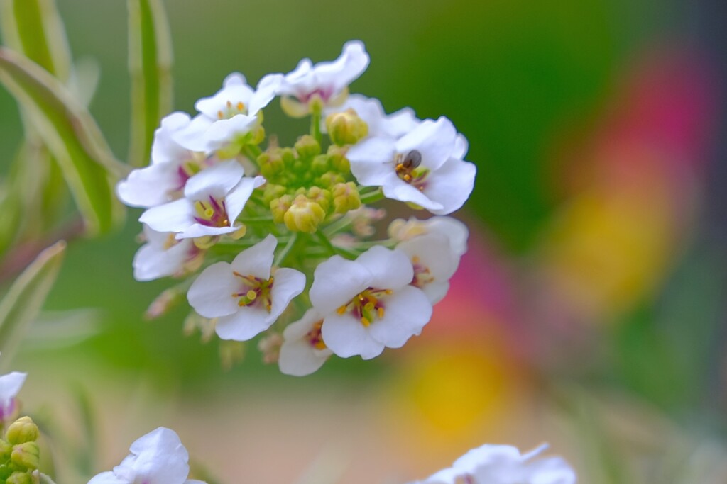 散歩の途中で。Ⅲ
