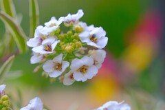 散歩の途中で。Ⅲ