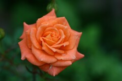 薔薇-5