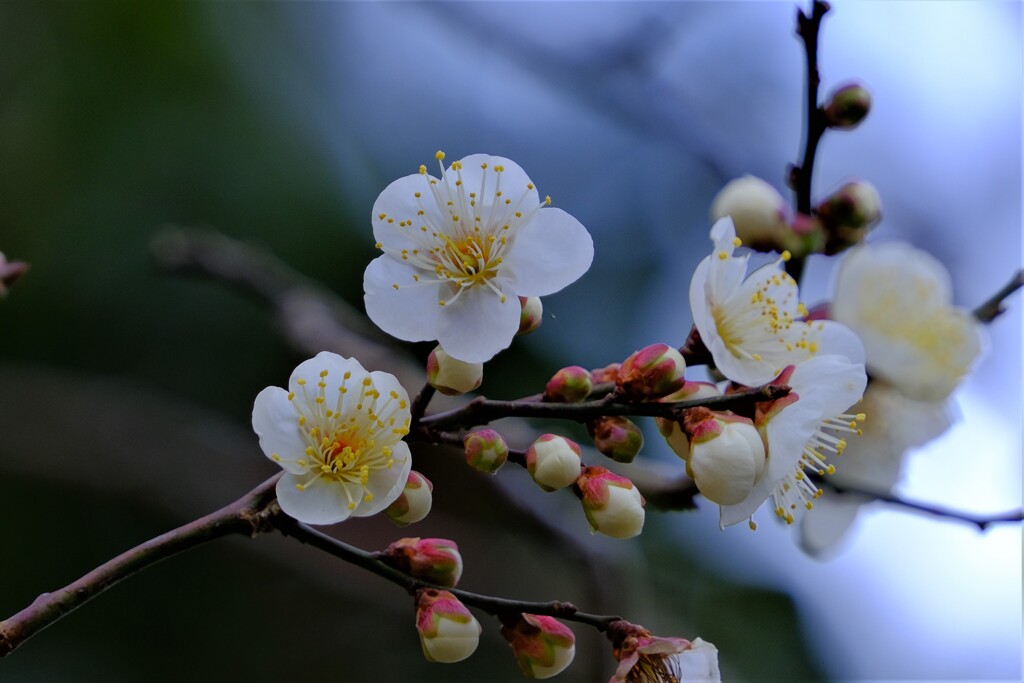 散歩の途中で。4