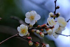 散歩の途中で。4