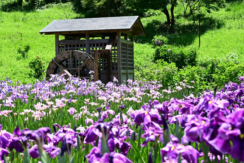 横須賀菖蒲園