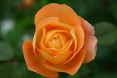 薔薇