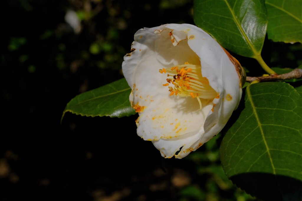 散歩の途中で。⑤