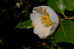 散歩の途中で。⑤