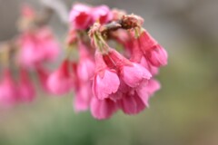 寒緋桜