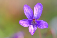 散歩の途中で。⑨