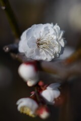 白梅