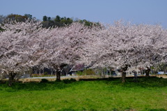 桜(藤沢引地川親水公園）9