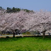 桜(藤沢引地川親水公園）9