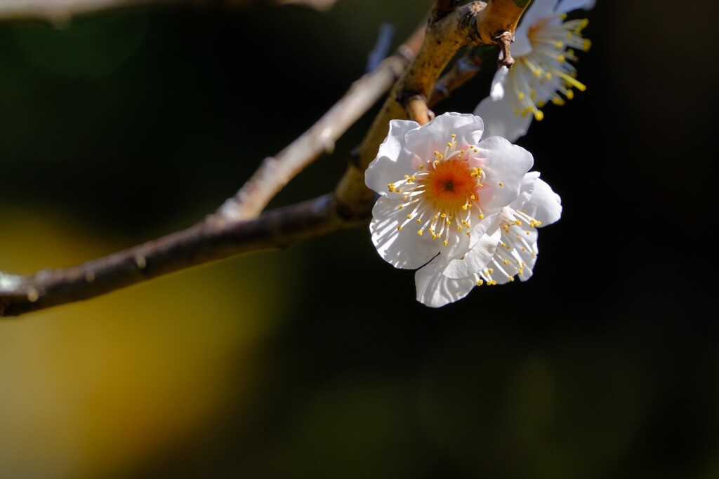 散歩の途中で。５