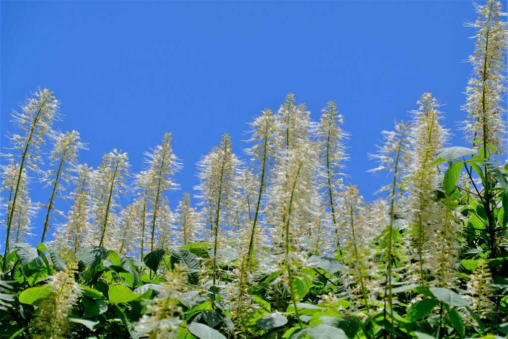 散歩の途中で。③
