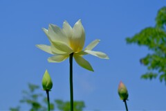 散歩の途中で。④