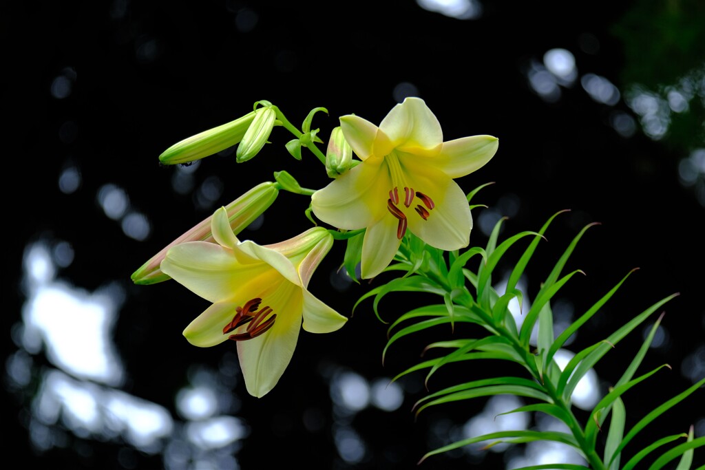 散歩の途中で。Ⅴ