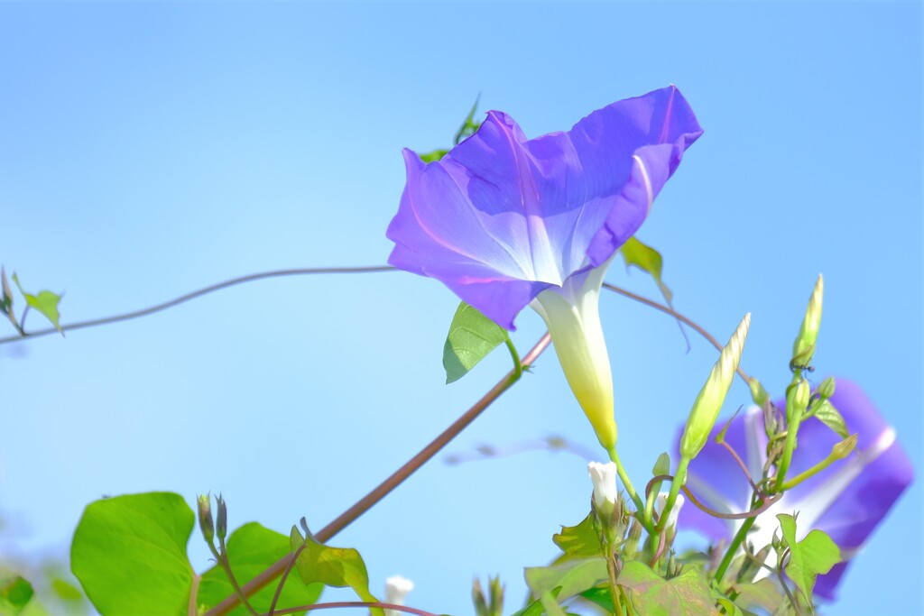 散歩の途中で。3