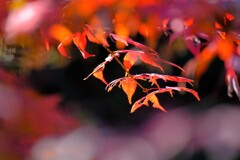 散歩の途中で、Ⅵ