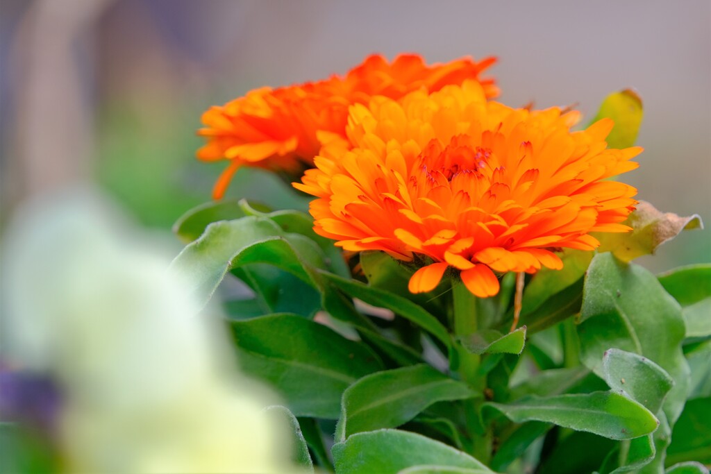 散歩の途中で。5