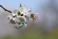 子福桜