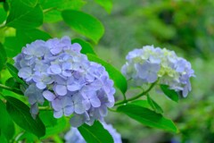 あじさい