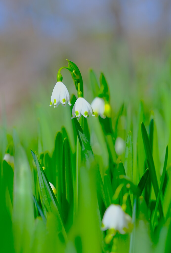 スノーフレーク